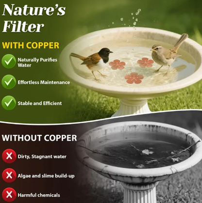 ⏳Time-Limited Special⏰Natural Algae Inhibitor for Bird Baths & Fountains