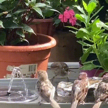 ⏳Time-Limited Special⏰Compact Solar Bird Fountain Pump – Keep Your Garden Alive! 🐦️